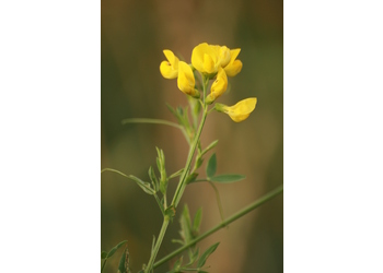 Wiesen-Platterbse (Lathyrus pratensis) - © Emanuel Trummer